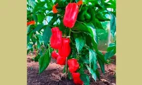куст перец Испанский бык4