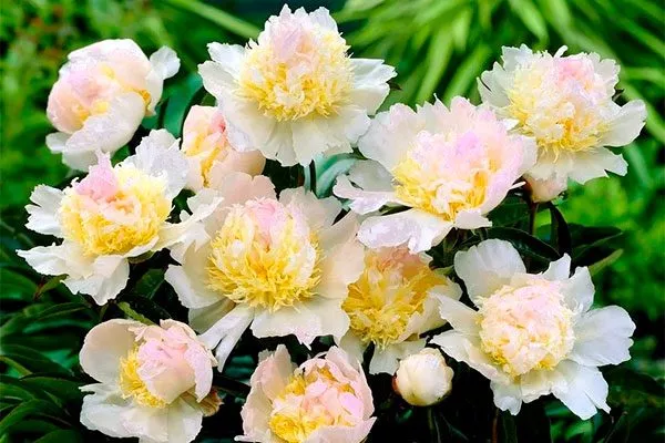 куст пиона Топ Брасс8