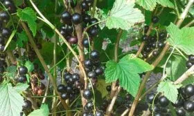 куст с ягодами смородиныОриана3