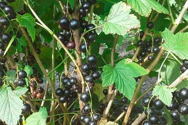куст с ягодами смородиныОриана3