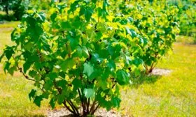 куст смородины Сибирская4