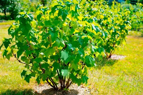 куст смородины Сибирская4