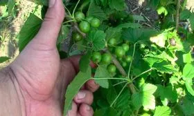 куст смородиныОриана4