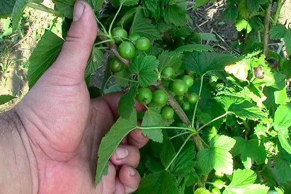 куст смородиныОриана4