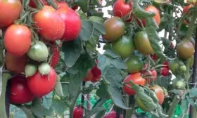 куст Сызранская пипочка7