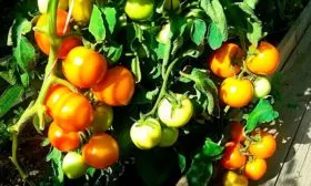 куст томатов Золотая миля6