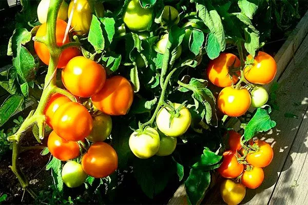 куст томатов Золотая миля6