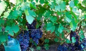 куст винограда Родина8