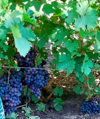 куст винограда Родина8
