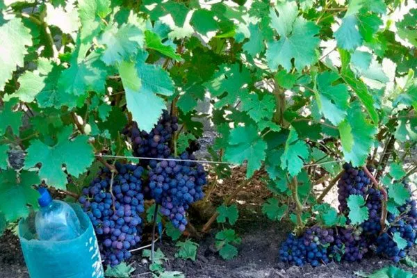 куст винограда Родина8