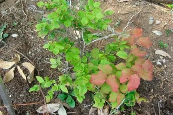 куст японская черника2