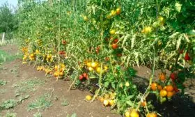 кусты томаты Чудо Света4