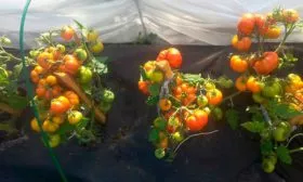 кусты томаты сорта Лабрадор5