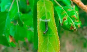 Листовёртка яблони Красное раннее13