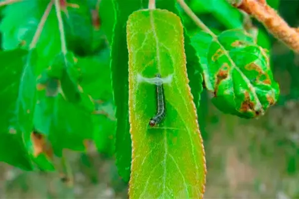 Листовёртка яблони Красное раннее13