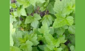 листья смородиныОриана5