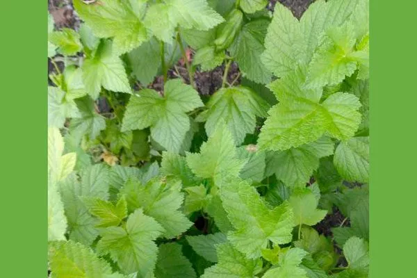 листья смородиныОриана5