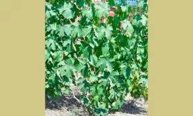 листья винограда Родина9