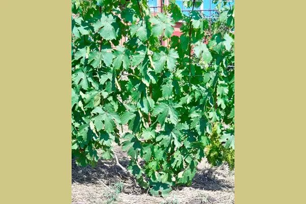 листья винограда Родина9