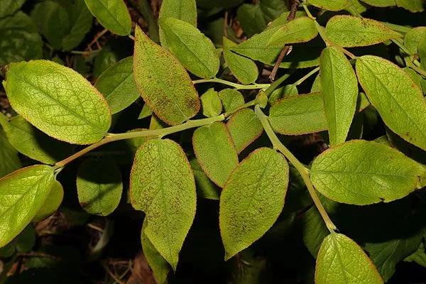 листья японская черника3