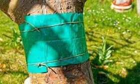 ловчие пояса яблони Штрейфлинг10 яблони Штрейфлинг10