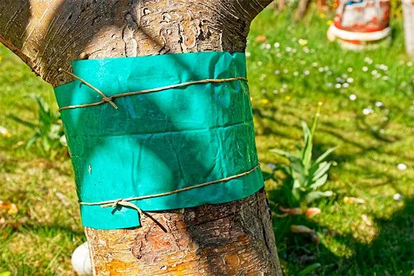 ловчие пояса яблони Штрейфлинг10 яблони Штрейфлинг10