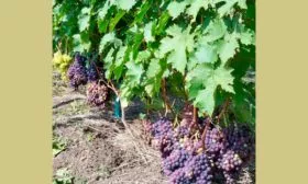 лозы винограда Родина10