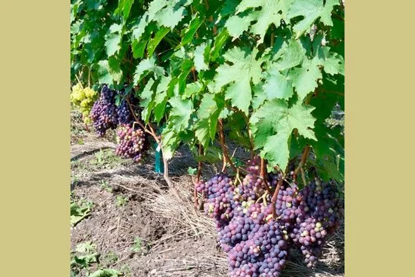 лозы винограда Родина10