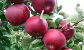 Макинтош яблони Вишнёвое10