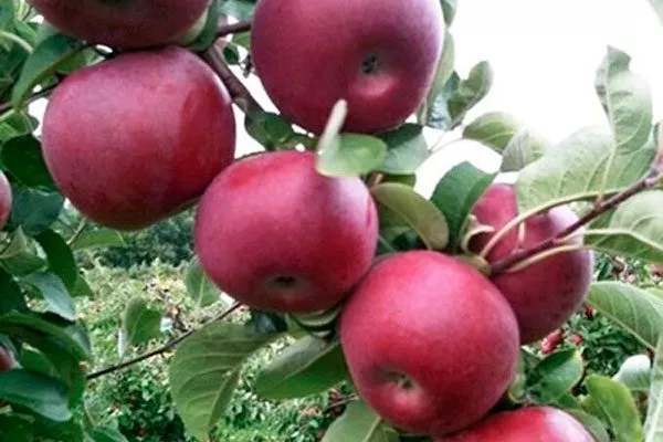 Макинтош яблони Вишнёвое10