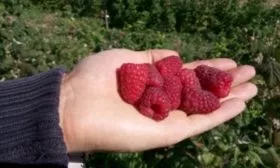 малина Дочь Геракла