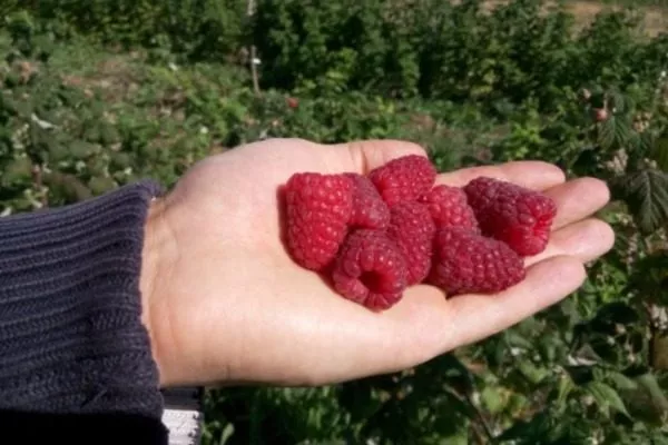 малина Дочь Геракла