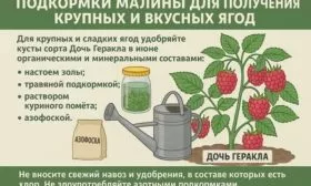 удобрения для малины Дочь Геракла