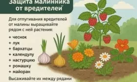 защита малины Дочь Геракла от вредителей при помощи растений