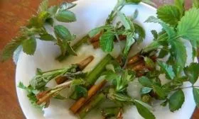 размножение малины Дочь Геракла черенками