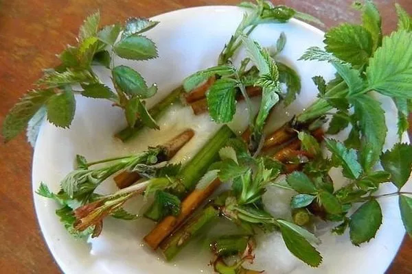 размножение малины Дочь Геракла черенками