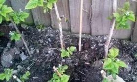 посадка черенков Дочери Геракла