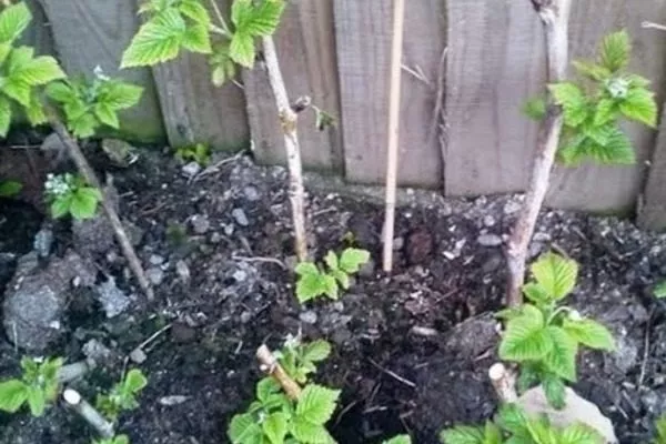 посадка черенков Дочери Геракла