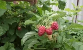 куст малины Дочь Геракла