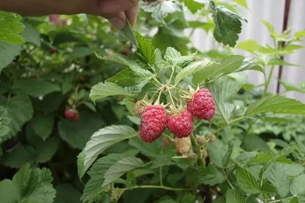 куст малины Дочь Геракла