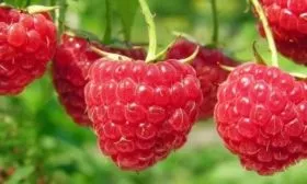 ягоды малины Дочь Геракла на кусте