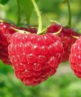 ягоды малины Дочь Геракла на кусте