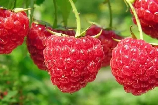 ягоды малины Дочь Геракла на кусте