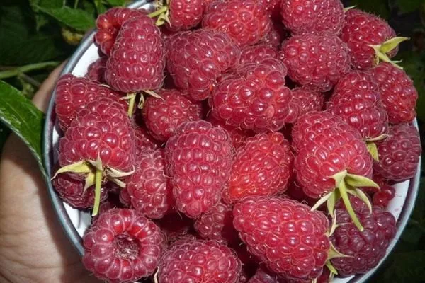 плоды Дочери Геракла