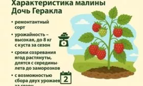 технические показатели сорта Дочь Гекракла