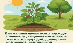 выбор места для посадки малины Дочь Геракла