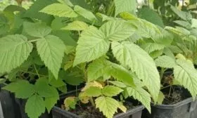 саженцы малины Дочь Геракла