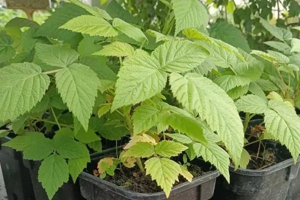 саженцы малины Дочь Геракла