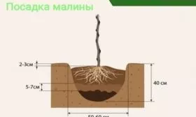 посадка малины Дочь Геракла на участке