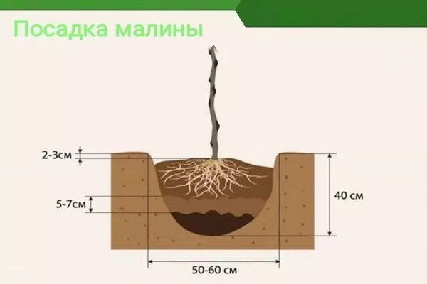 посадка малины Дочь Геракла на участке
